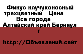 Фикус каучуконосный трехцветный › Цена ­ 500 - Все города  »    . Алтайский край,Барнаул г.